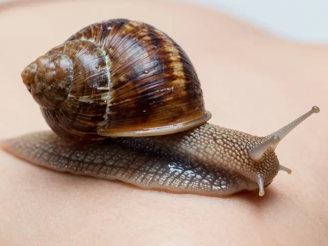 Schnecken-Gesichtsmassage: Mythos, Risiken und was wirklich hilft